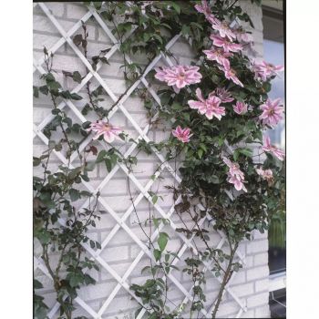 Gard de grădină tip Trellis, 100 x 200 cm PVC, alb, 6040703