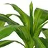  Plantă Dracena artificială cu ghiveci, 100 cm, verde