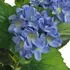  Plantă artificială hydrangea cu ghiveci, 60 cm, albastru