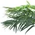  Plantă artificială palmier phoenix cu ghiveci, verde, 215 cm